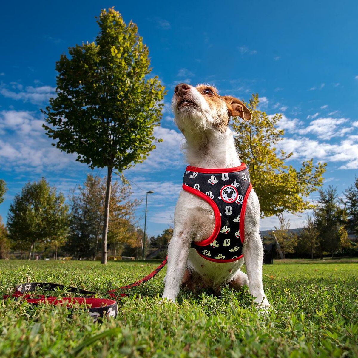 Hundegeschirr Mickey Mouse